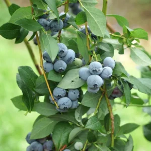 3 Legacy Blueberry Starter Plug Vaccinium corymbosum - Image 5