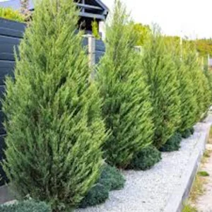 3 Leyland Cypress Tree Starter Plants - Evergreen Bare Root, Fast Growing - Image 4