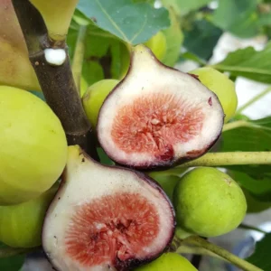 3 Magnolia Fig Starter Plug - Ficus carica 'Magnolia' Live Plant, Edible Fruit Tree - Image 1