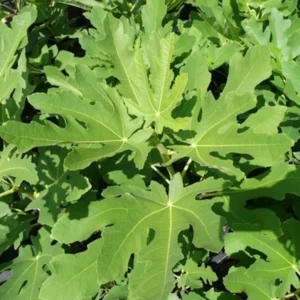 3 Magnolia Fig Starter Plug - Ficus carica 'Magnolia' Live Plant, Edible Fruit Tree - Image 6