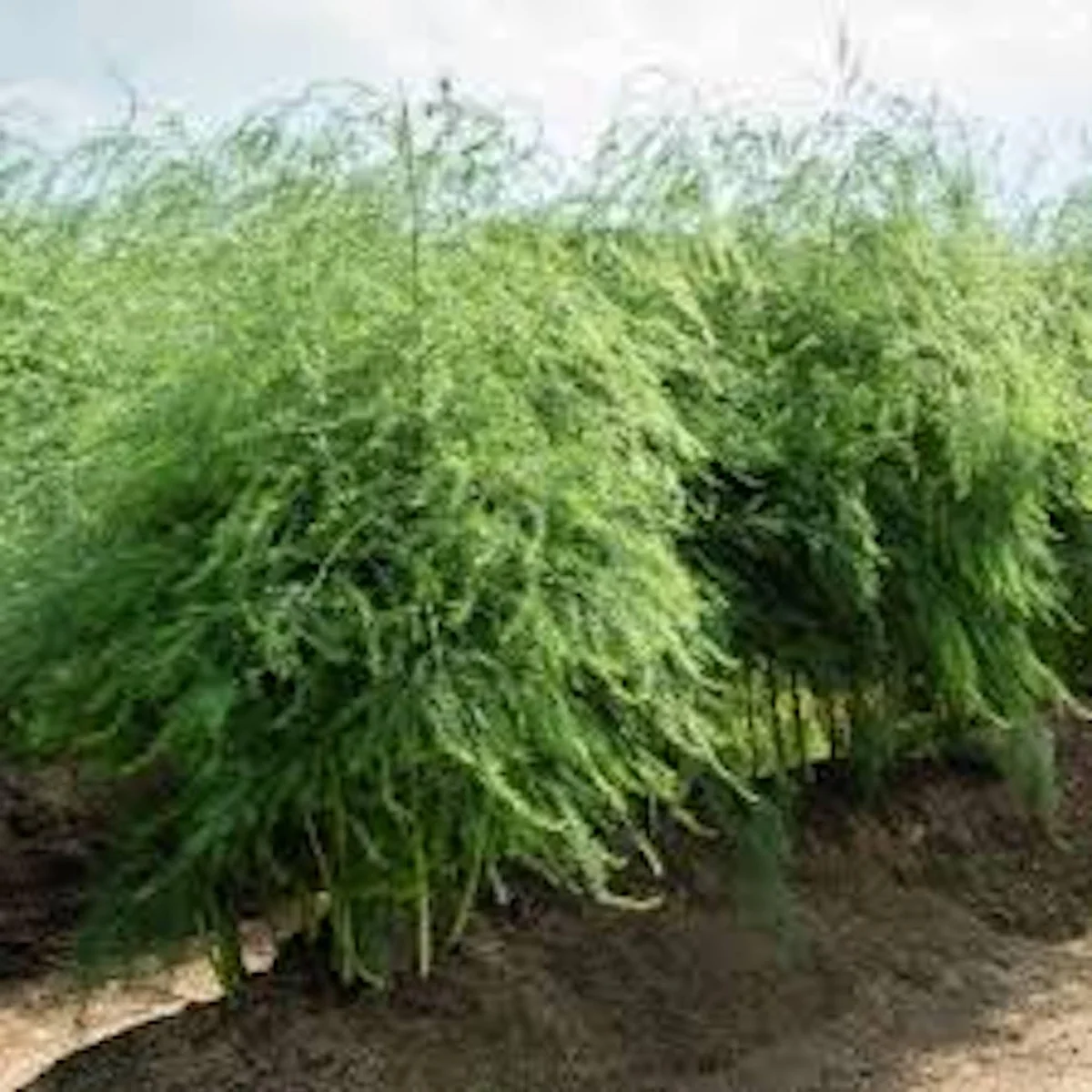 3 Mary Washington Asparagus Bare Roots - Heirloom Perennial Vegetable Plant - Image 2