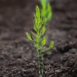3 Mary Washington Asparagus Bare Roots - Heirloom Perennial Vegetable Plant - Image 3