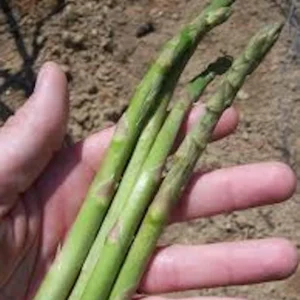 3 Mary Washington Asparagus Bare Roots - Heirloom Perennial Vegetable Plant - Image 4