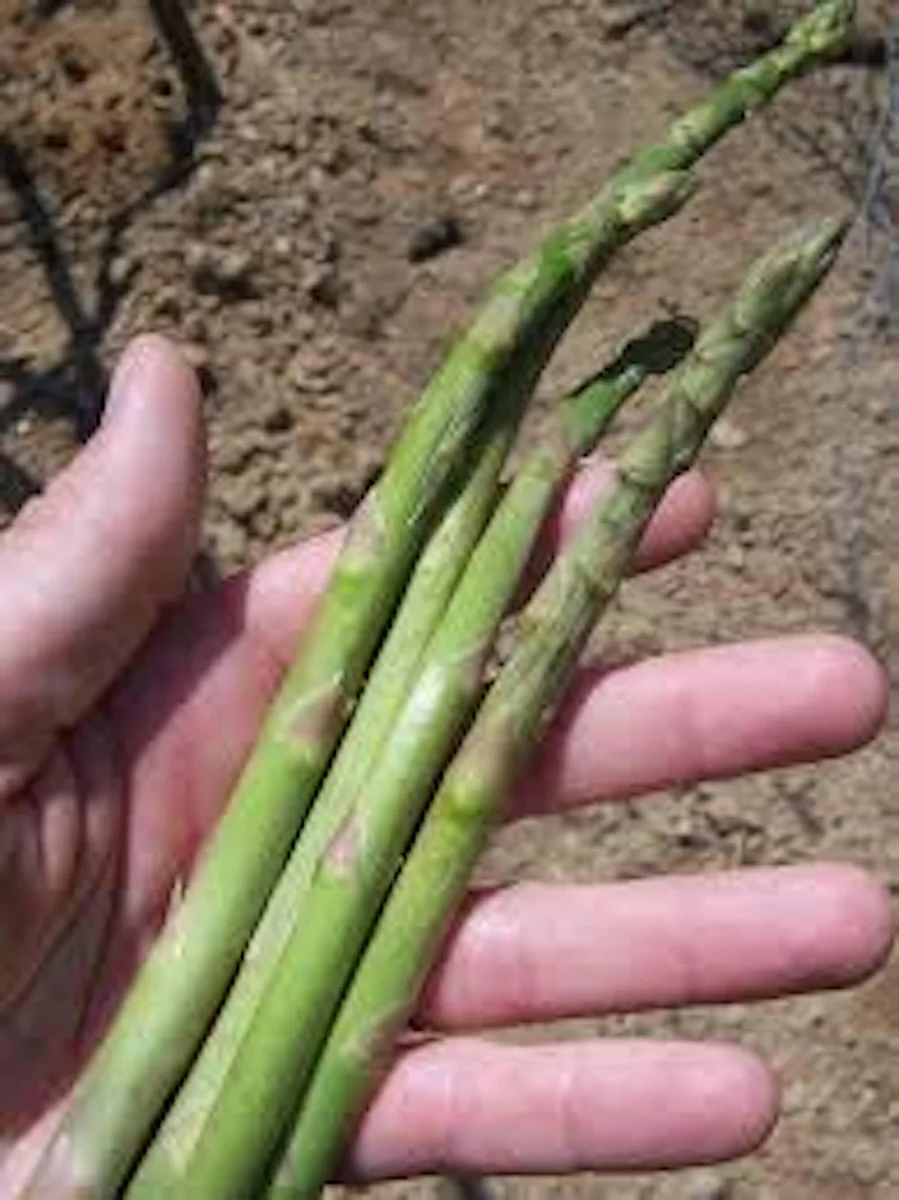 3 Mary Washington Asparagus Bare Roots - Heirloom Perennial Vegetable Plant - Image 4