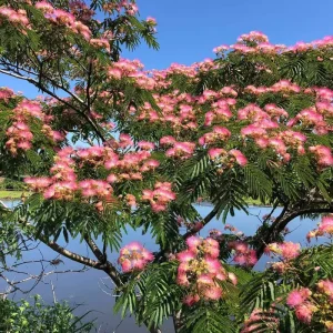 3 Mimosa Tree Bare-root (Albizia Julibrissin) - Outdoor Flowering Tree - Image 2