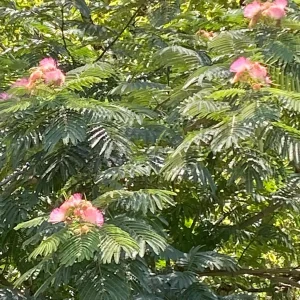 3 Mimosa Tree Bare-root (Albizia Julibrissin) - Outdoor Flowering Tree - Image 4