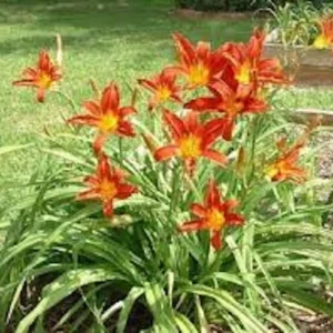 3 Ming Toy Daylily Plants - Orange-Red Perennial Bare Root Starter Plugs - Image 2