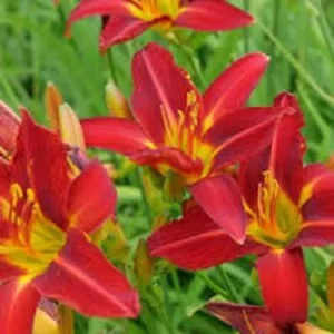 3 Ming Toy Daylily Plants - Orange-Red Perennial Bare Root Starter Plugs - Image 4