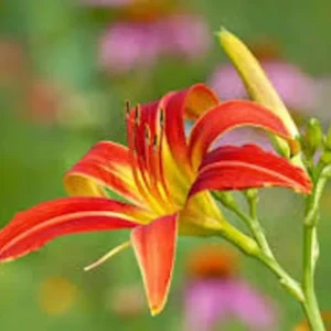 3 Ming Toy Daylily Plants - Orange-Red Perennial Bare Root Starter Plugs - Image 5