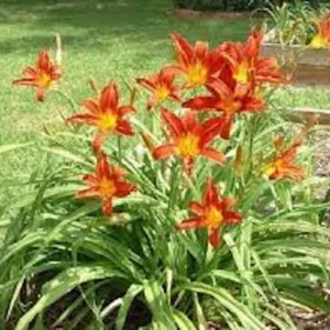 3 Ming Toy Daylily Plants - Orange-Red Perennial Bare Root Starter Plugs - Image 6