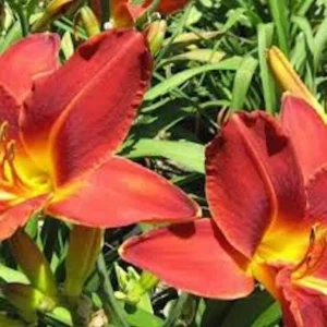 3 Ming Toy Daylily Plants - Orange-Red Perennial Bare Root Starter Plugs - Image 7