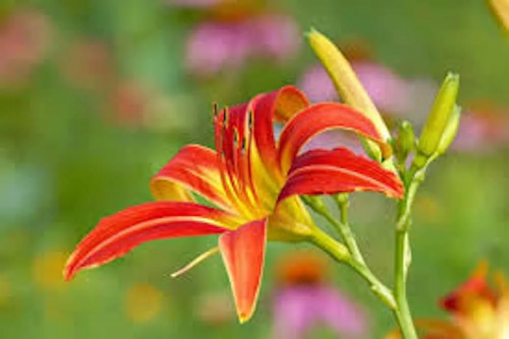 3 Ming Toy Daylily Plants - Orange-Red Perennial Bare Root Starter Plugs - Image 1