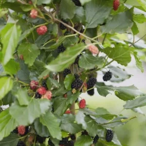 3 Mojo Berry Mulberry Bush Starter Plants - Dwarf Morus rotundiloba - Image 2