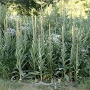 3 Mullein Plant Verbascum Thapsus Bare Root - Organic Wildflower - Image 4