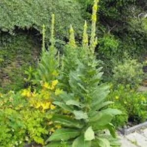 3 Mullein Plant Verbascum Thapsus Bare Root - Organic Wildflower - Image 6