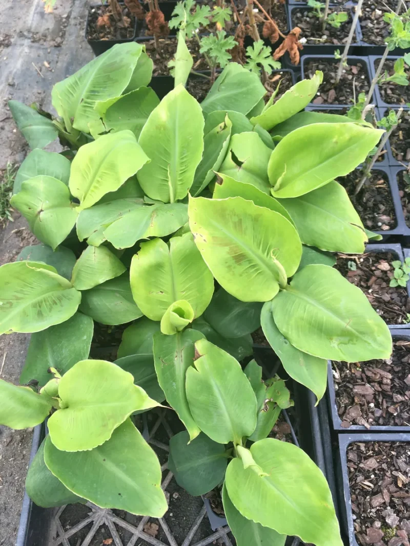 3 Musa Poquito Dwarf Banana Tree Live Plants - 4 inch Pot