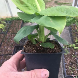 3 Musa Poquito Banana Tree Live Plants - Dwarf Tropical, 4 inch Pot - Image 4
