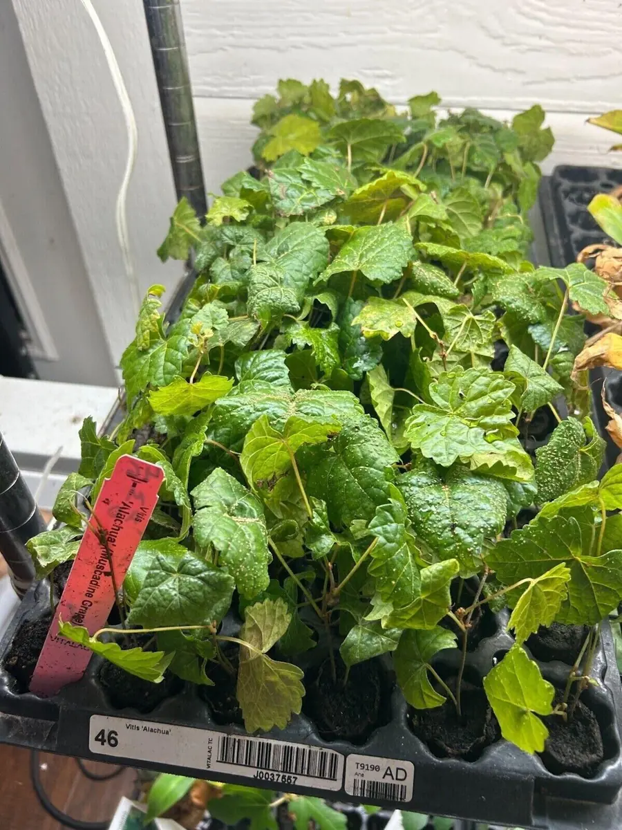 3 Muscadine Grape Plant Southern Home Alachua - Black Fruit Vine Live Plant - Image 2