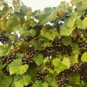 3 Muscadine Grape Plant Southern Home Alachua - Black Fruit Vine Live Plant - Image 3