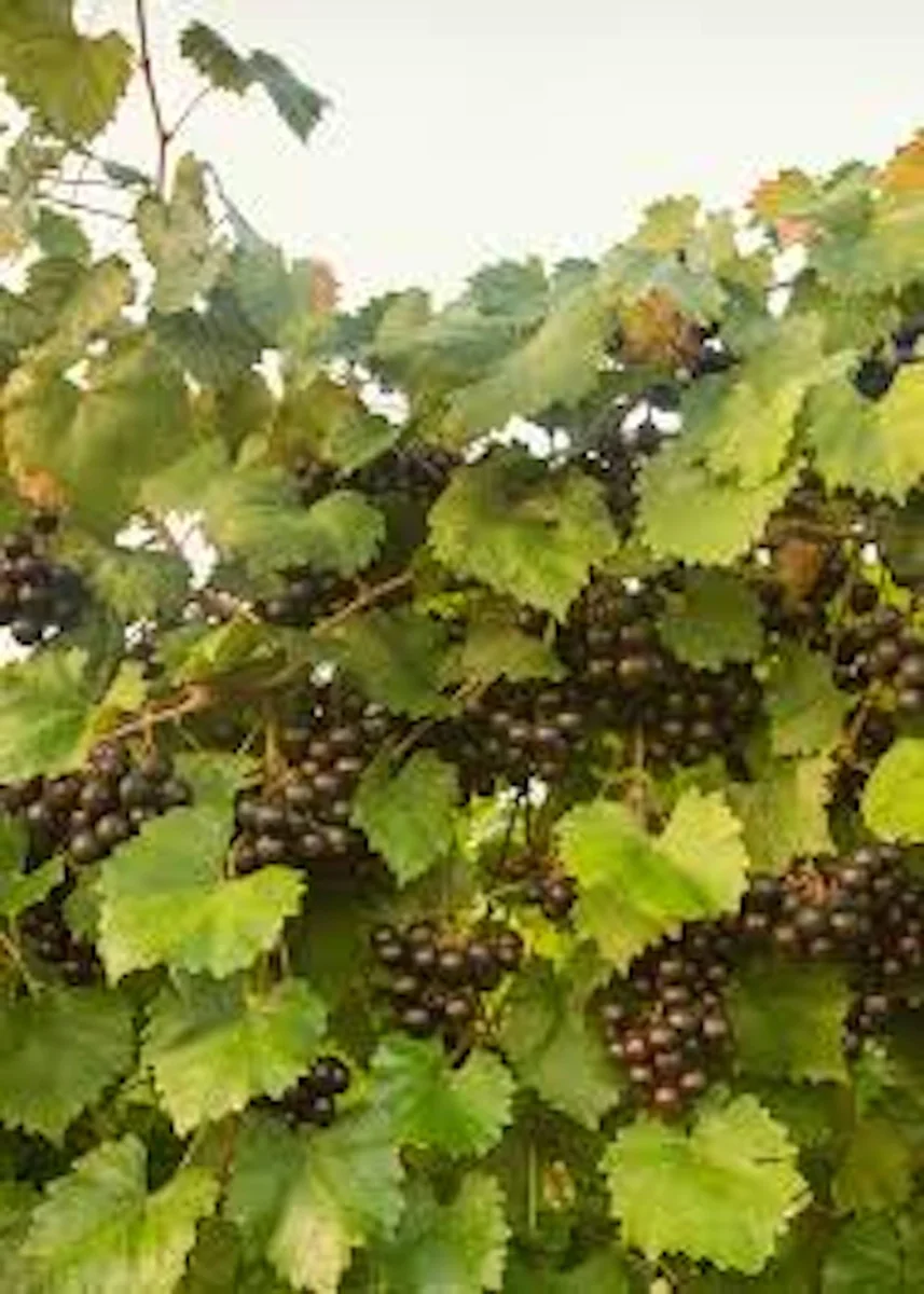 3 Muscadine Grape Plant Southern Home Alachua - Black Fruit Vine Live Plant - Image 6