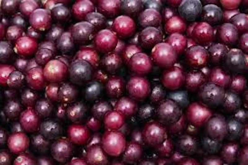 3 Alachua Muscadine Grape Plant - Southern Home Black Fruit Vine