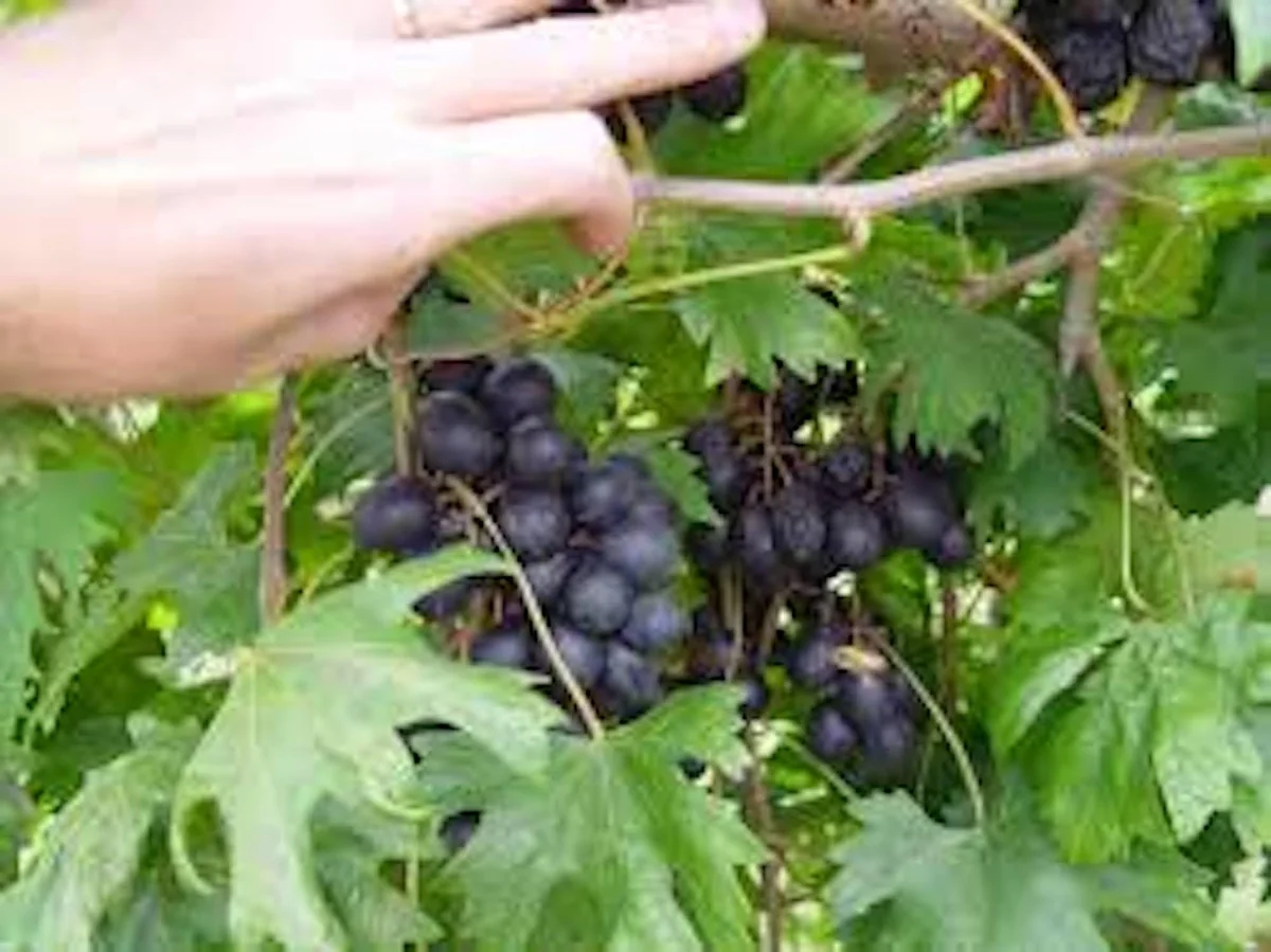 3 Muscadine Grape Plant Southern Home Alachua - Black Fruit Vine Live Plant - Image 1