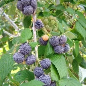 3 Mysore Black Raspberry Live Plant – Rubus Niveus Bare Root Starter – 8-12in Tall - Image 2