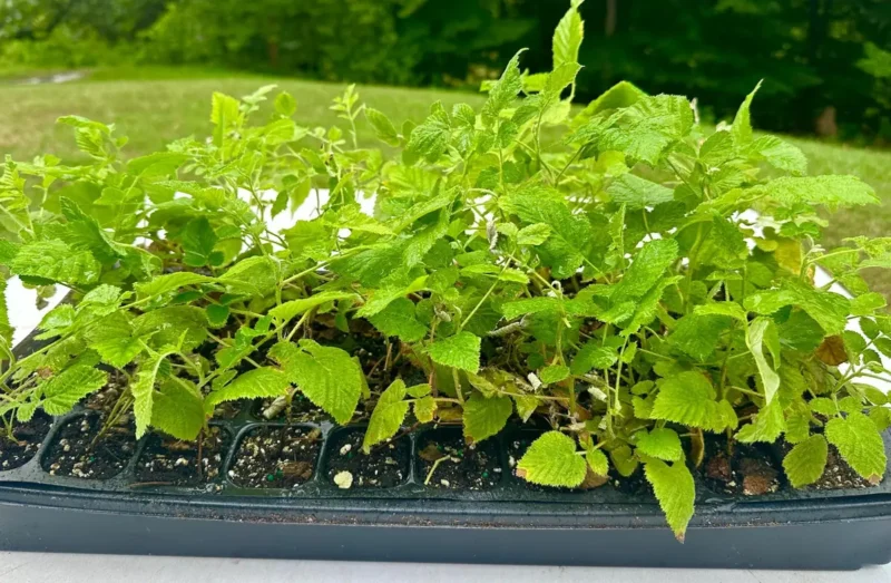 Mysore Black Raspberry Plant - Rubus Niveus Bare Root Starter