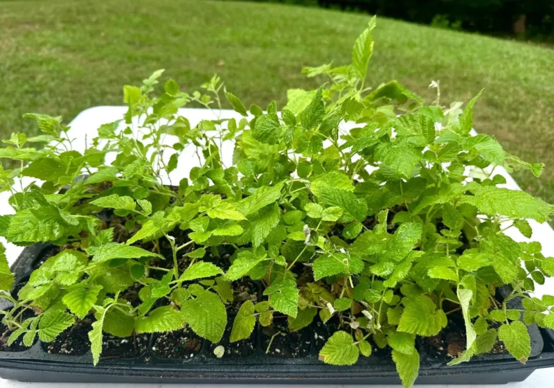 Mysore Black Raspberry Plant - Rubus Niveus Bare Root Starter