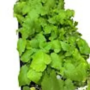 3 Nantahala Red Raspberry Live Plants - Edible Fruit Perennial Outdoor Shrub - Image 2