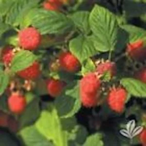 3 Nantahala Red Raspberry Live Plants - Edible Fruit Perennial Outdoor Shrub - Image 4