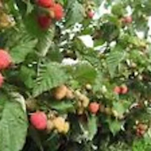 3 Nantahala Red Raspberry Live Plants - Edible Fruit Perennial Outdoor Shrub - Image 6