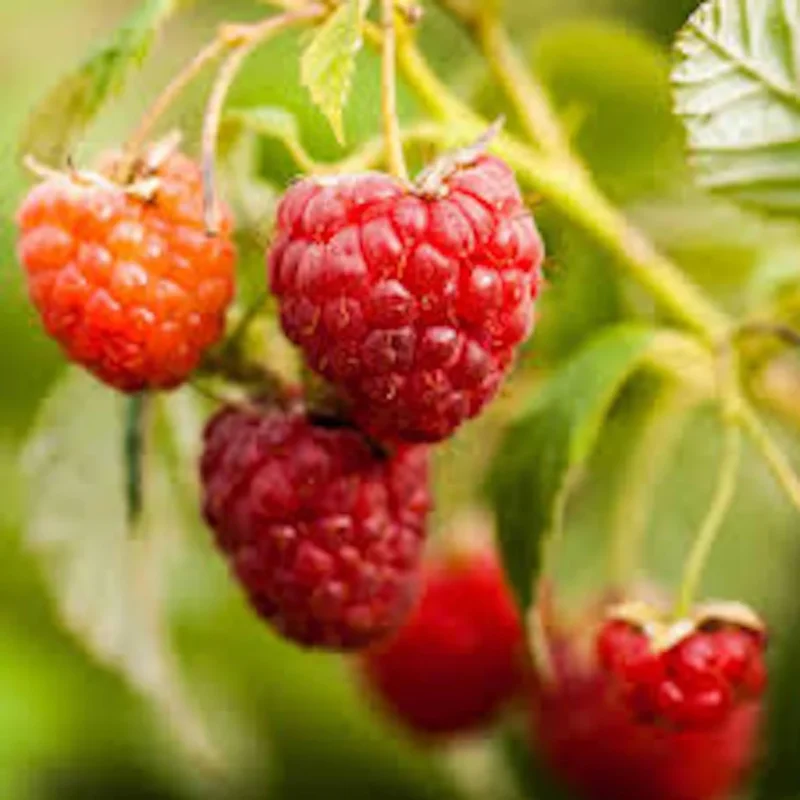 Nantahala Red Raspberry Plants - Edible Fruit Perennial