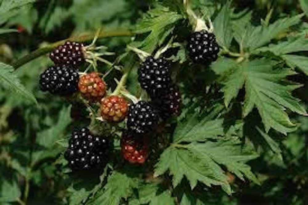 3 Natchez Blackberry Starter Plugs - Thornless Live Plant for Sweet Fruit - Image 3