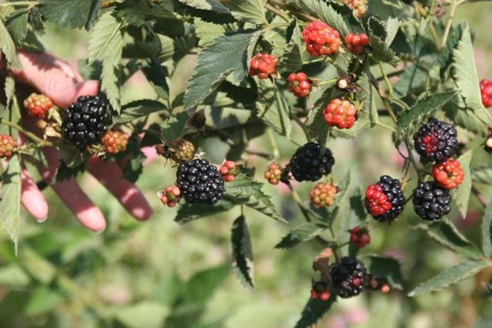 3 Natchez Blackberry Starter Plugs - Thornless Live Plant for Sweet Fruit - Image 4