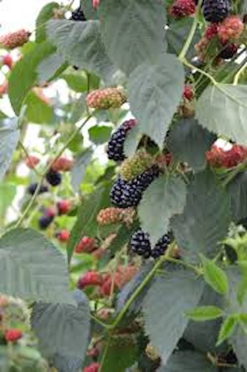 3 Natchez Blackberry Starter Plugs - Thornless Live Plant for Sweet Fruit - Image 5