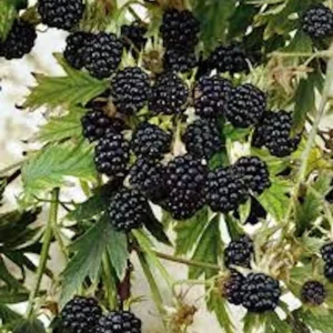 3 Natchez Blackberry Starter Plugs - Thornless Live Plant for Sweet Fruit - Image 6