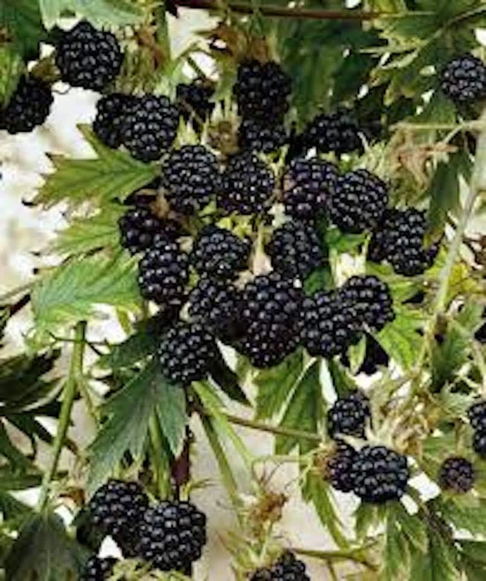 3 Natchez Blackberry Starter Plugs - Thornless Live Plant for Sweet Fruit - Image 6