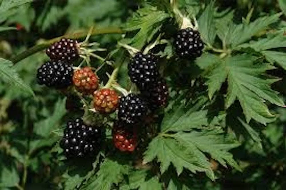 3 Natchez Blackberry Starter Plugs - Thornless Live Plant for Sweet Fruit - Image 7