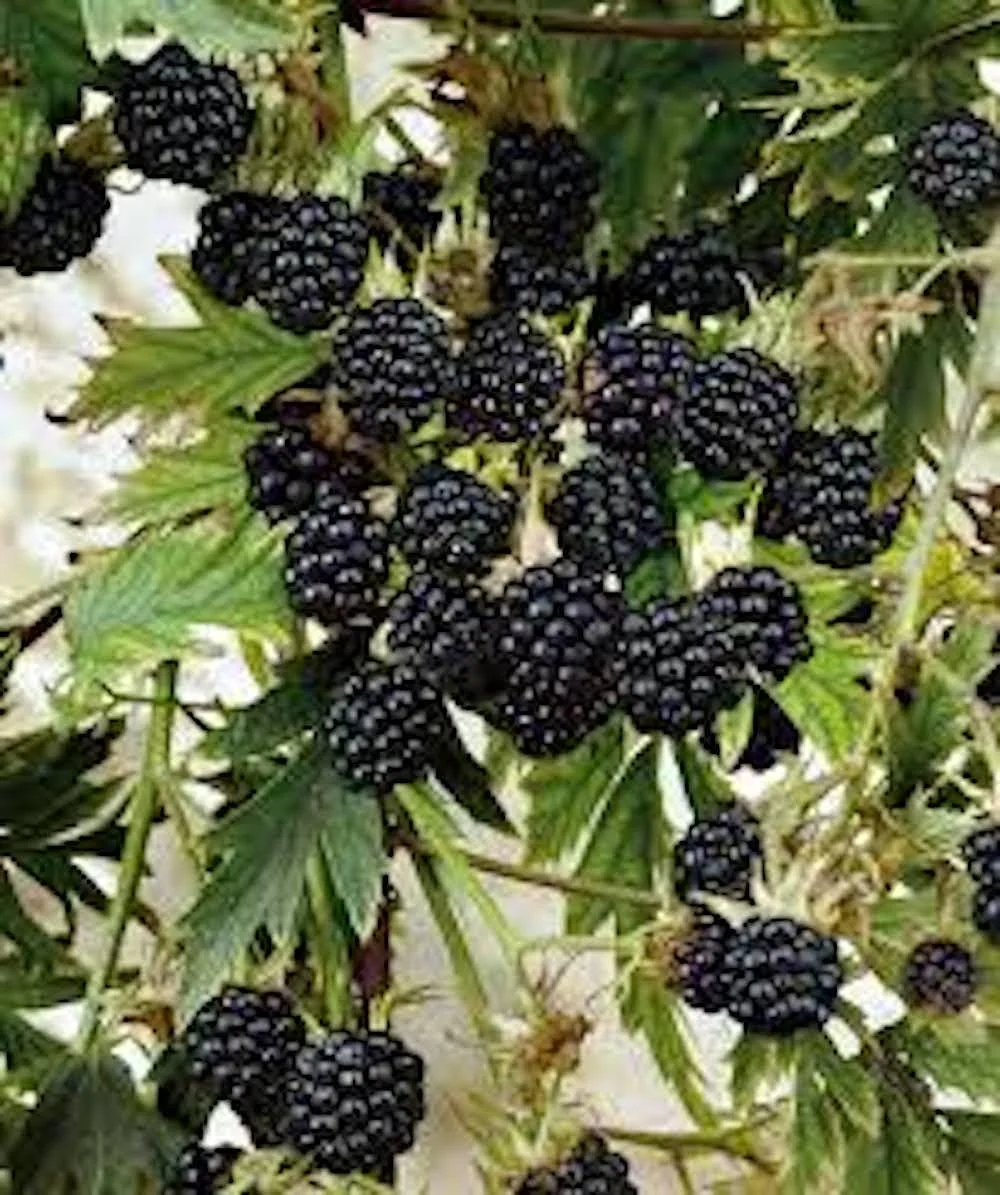 3 Natchez Blackberry Starter Plugs - Thornless Live Plant for Sweet Fruit - Image 1