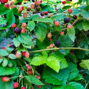 3 Navaho Blackberry Starter Plug - Thornless Berry Live Plant - Image 7
