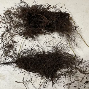 3 New York Fern Bare Root Plants - Thelypteris Noveboracensis - 1-2 ft Tall - Image 10