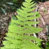 3 New York Fern Bare Root Plants - Thelypteris Noveboracensis - 1-2 ft Tall - Image 1