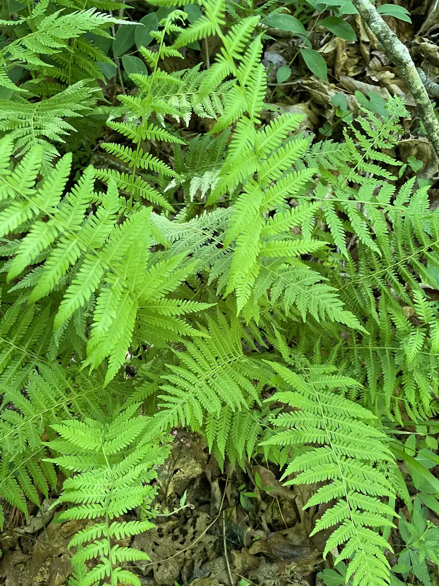 3 New York Fern Bare Root Plants - Thelypteris Noveboracensis - 1-2 ft Tall - Image 2