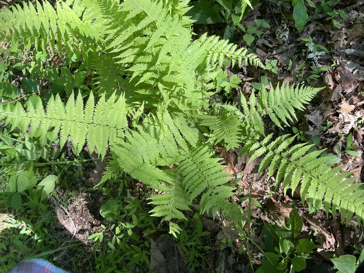 3 New York Fern Bare Root Plants - Thelypteris Noveboracensis - 1-2 ft Tall - Image 3