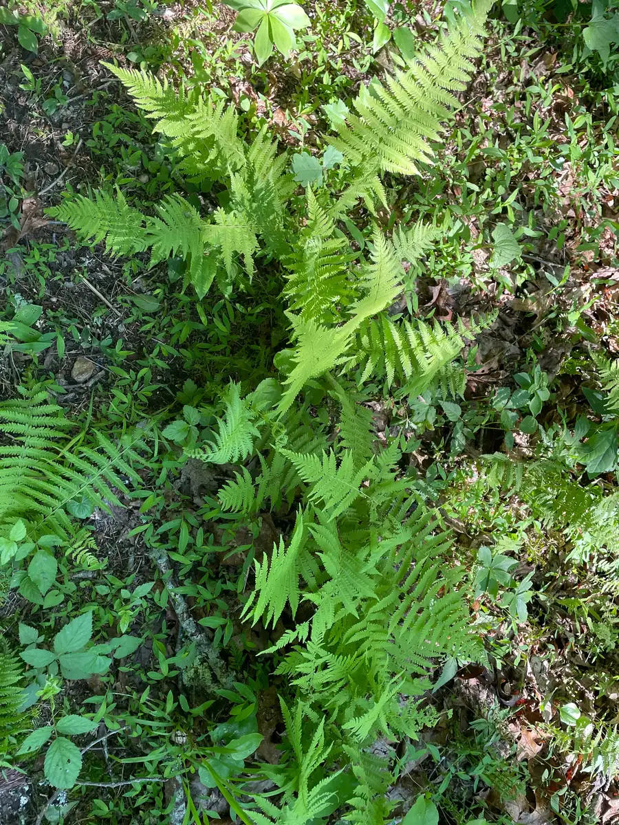 3 New York Fern Bare Root Plants - Thelypteris Noveboracensis - 1-2 ft Tall - Image 4