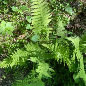 3 New York Fern Bare Root Plants - Thelypteris Noveboracensis - 1-2 ft Tall - Image 5