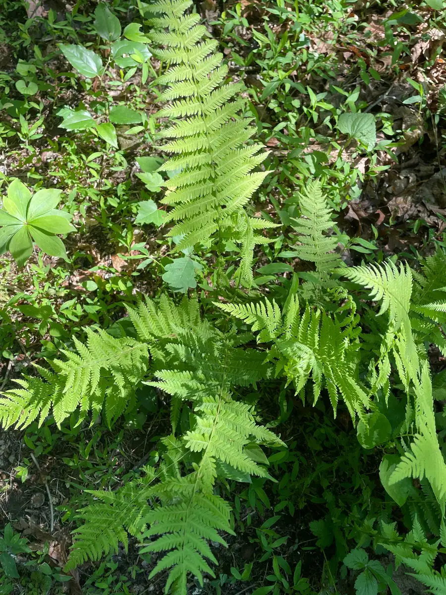 3 New York Fern Bare Root Plants - Thelypteris Noveboracensis - 1-2 ft Tall - Image 5