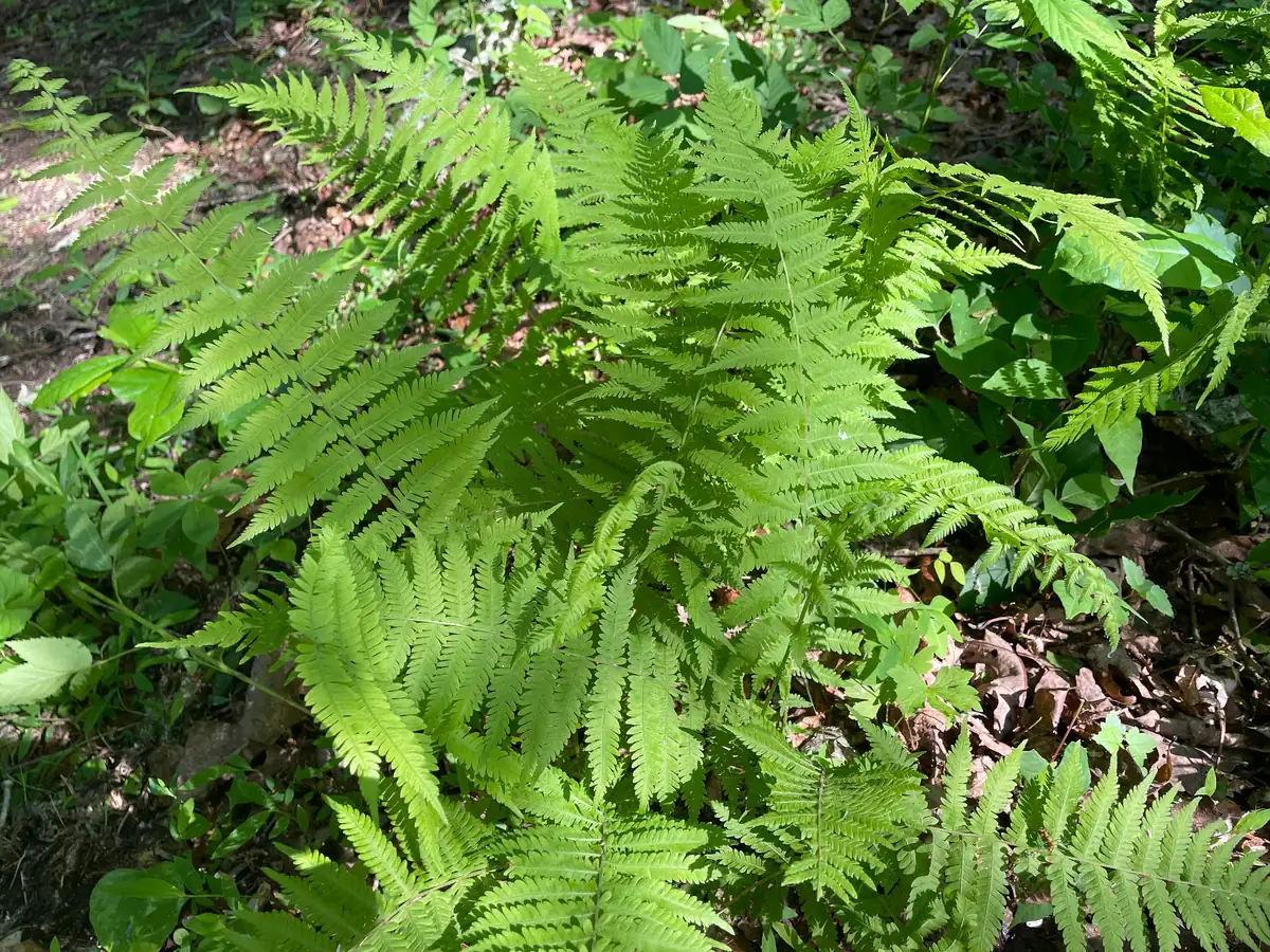 3 New York Fern Bare Root Plants - Thelypteris Noveboracensis - 1-2 ft Tall - Image 6