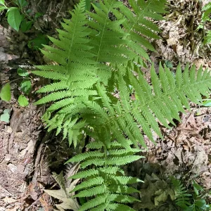 3 New York Fern Bare Root Plants - Thelypteris Noveboracensis - 1-2 ft Tall - Image 7